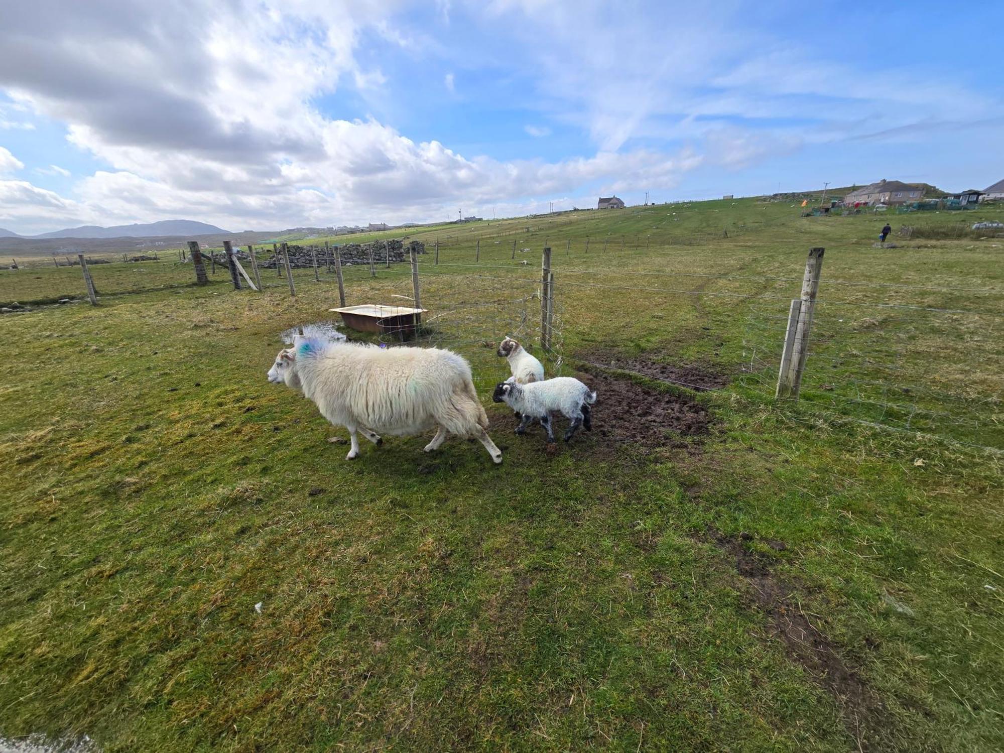 Villa Squealing Pig Bothy Barvas Esterno foto